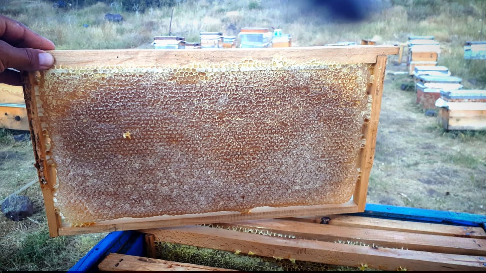 Beekeeper holding a capped comb honey frame at an apiary