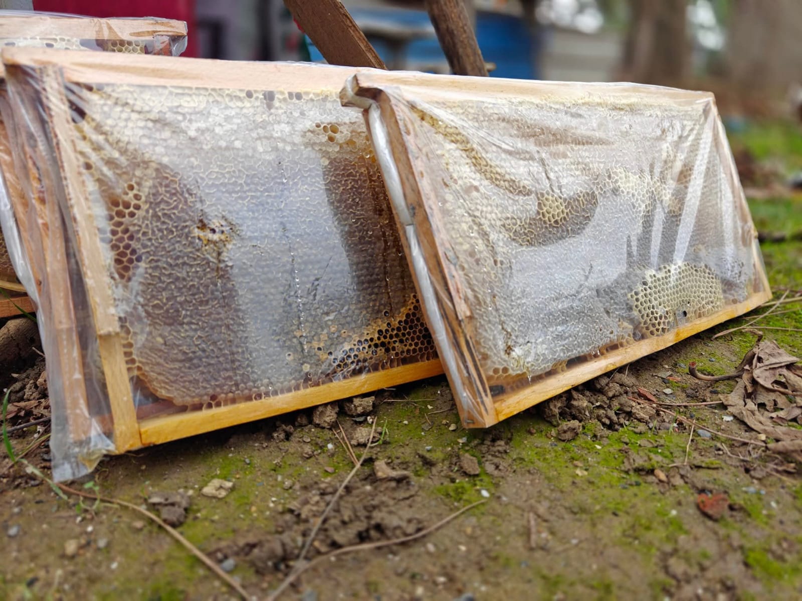 Stacked wooden beehive frames at Pak Honey apiary