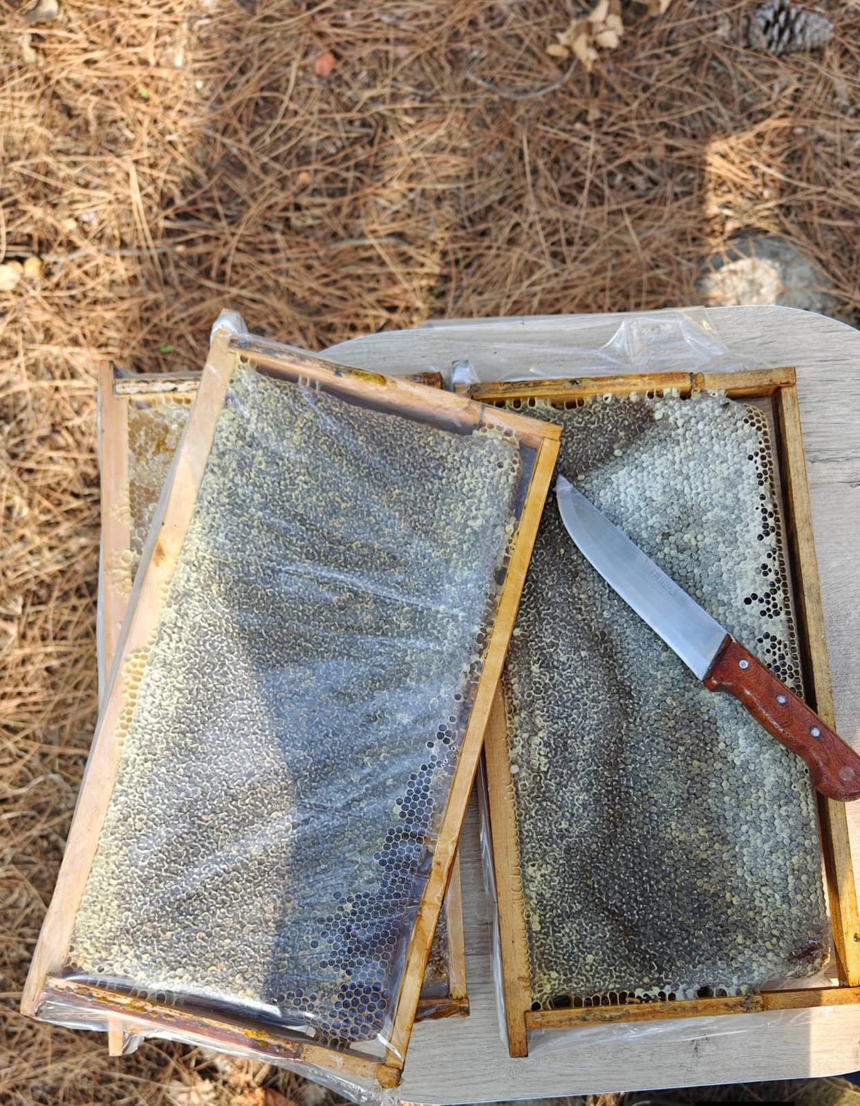 Beekeeper lifting frame with hive knife · gloves visible