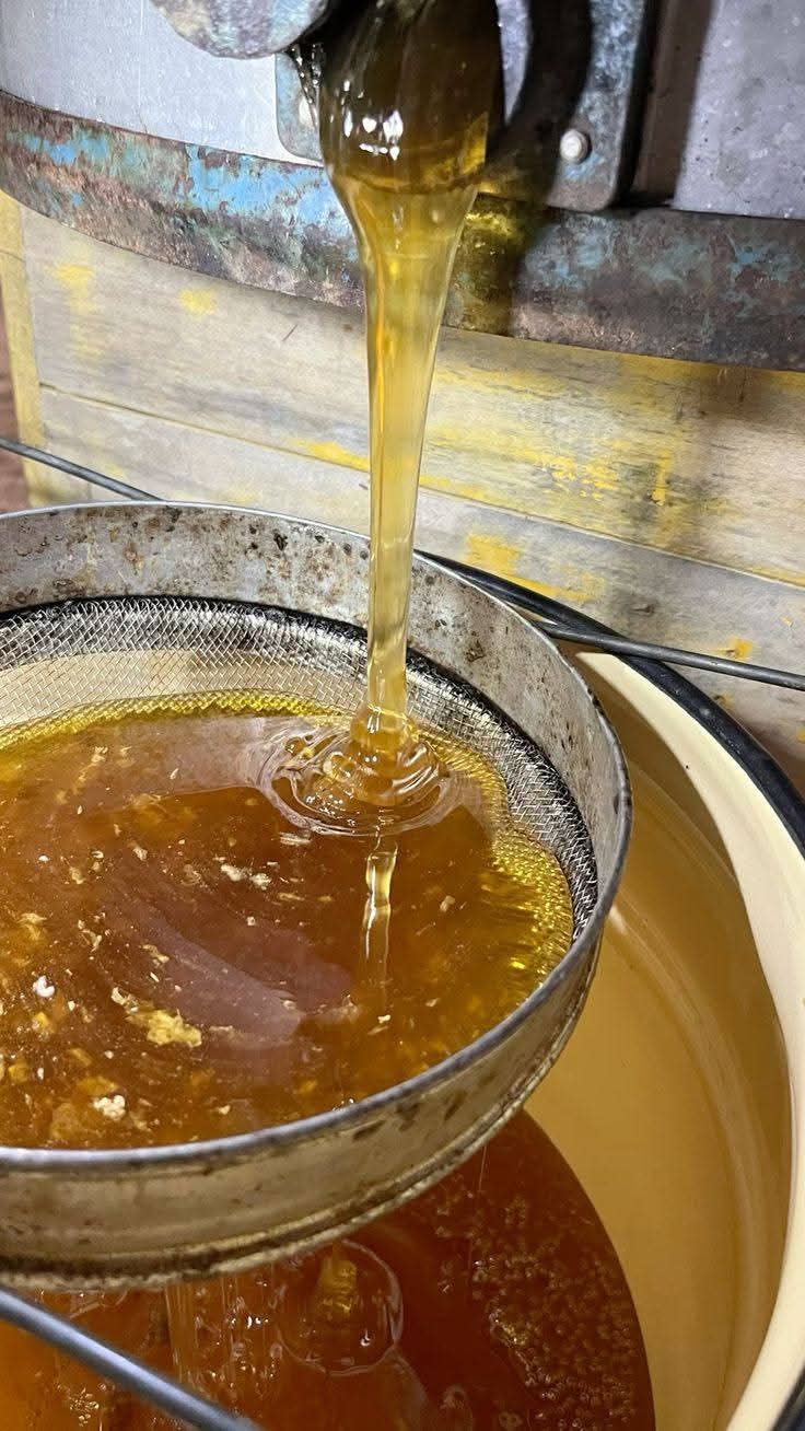 Honey flowing from a stainless extractor